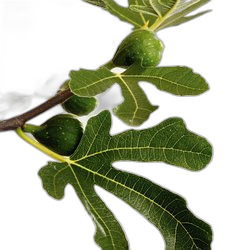 Image of Daisy Tree note